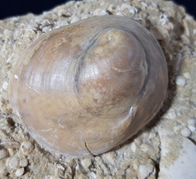 Velates perversus (GMELIN 1791) - Bild &copy; FossNet FossilienStore